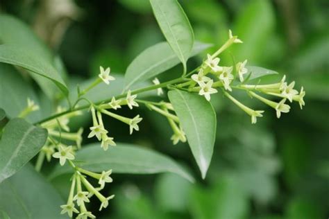 夜来香|夜来香（夹竹桃科夜来香属植物）